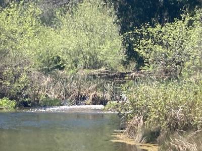 Las Pilitas Bridge - 2026-03-14