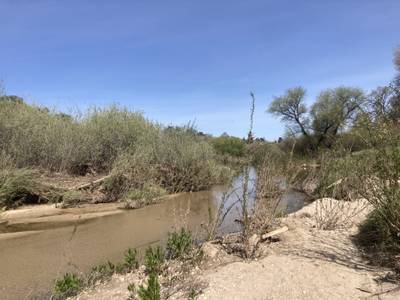 Salinas River Trail - 2026-03-15